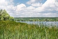 Beautiful landscape of reeds, lake and blue sky, summer day. Royalty Free Stock Photo
