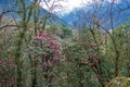 The scenery of rhododendron forest, Nepal.