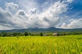 Beautiful landscape of rice field with mountains and dramatic clouds formation on a bright sunny day