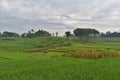 Beautiful landscape of rice field terraced at Boyolali, Central Java, Indonesia Royalty Free Stock Photo