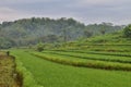 Beautiful landscape of rice field terraced at Boyolali, Central Java, Indonesia Royalty Free Stock Photo