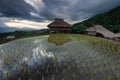 Beautiful landscape rice fields on terraced of Ban Pa Bong Piang in the rainy season, Chiangmai, Thailand Royalty Free Stock Photo