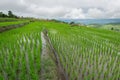 Beautiful landscape rice fields on terraced of Ban Pa Bong Piang in the rainy season, Chiangmai, Thailand Royalty Free Stock Photo