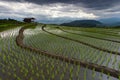 Beautiful landscape rice fields on terraced of Ban Pa Bong Piang in the rainy season, Chiangmai, Thailand Royalty Free Stock Photo