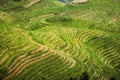 Beautiful Landscape rice fields on terraced. Longji Rice Terraces Dragon`s Backbone in Longsheng. China