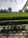 Beautiful landscape rice terrace and bycycle