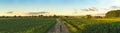 Beautiful landscape with road, green corn fields and sunset sky Royalty Free Stock Photo