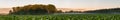 Beautiful landscape with road, green corn fields and sunset sky Royalty Free Stock Photo