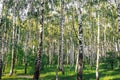 Beautiful landscape. Russian forest. White birch trunks