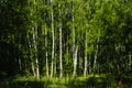 Beautiful landscape. Russian forest. White birch trunks