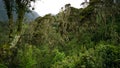 Flora and vegetation in African mountains on a cold rainy day Royalty Free Stock Photo