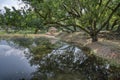 Beautiful landscape scene at the quiet green foliage lake. Royalty Free Stock Photo