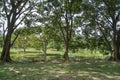 Beautiful landscape scene at the quiet green foliage lake. Royalty Free Stock Photo