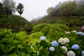 Beautiful landscape sceneries in Azores Portugal. Tropical nature in Sao Miguel Island, Azores. Royalty Free Stock Photo