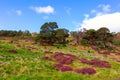 Beautiful landscape scenery hills slope covered by violet heather flowers Royalty Free Stock Photo