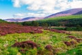 Beautiful landscape scenery hills slope covered by violet heather flowers Royalty Free Stock Photo