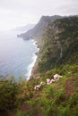 Sea and cliffs, pink lilly flowers and waterfall in Quinta do Furao, Santana, Madeira, Portugal