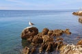 Beautiful landscape of sea Coast of Adriatic sea with with a seagull, a stone shore and transparent blue water near Rovinj, Royalty Free Stock Photo