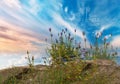 Beautiful landscape  at sea wild flowers and pink  sunset  cloudy sky meadow field  nature background Royalty Free Stock Photo