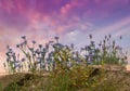 Beautiful landscape  at sea wild flowers and pink  sunset  cloudy sky meadow field  nature background Royalty Free Stock Photo