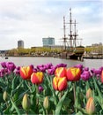 Beautiful landscape with ship on the water and tulips in Amsterd
