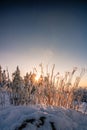 Beautiful landscape shot in winter with snow and ice. Nature in winter at sunset, Feldberg, Taunus, Hesse
