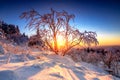 Beautiful landscape shot in winter with snow and ice. Nature in winter at sunset, Feldberg, Taunus, Hesse