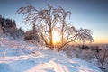 Beautiful landscape shot in winter with snow and ice. Nature in winter at sunset, Feldberg, Taunus, Hesse