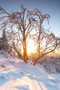 Beautiful landscape shot in winter with snow and ice. Nature in winter at sunset, Feldberg, Taunus, Hesse