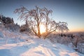 Beautiful landscape shot in winter with snow and ice. Nature in winter at sunset, Feldberg, Taunus, Hesse