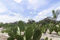 Beautiful landscape shot of a nopales cactus field on a sunny bright sky background in Brazil