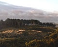 Beautiful landscape shot of a tall tree forest on a mountainous valley Royalty Free Stock Photo