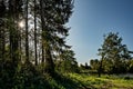 Beautiful landscape shot of a tall tree forest near a body of water. Perfect for a wallpaper Royalty Free Stock Photo