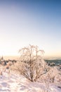 Beautiful landscape shot in winter with snow and ice. Nature in winter at sunset, Feldberg, Taunus, Hesse