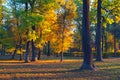 Beautiful landscape showing forest on sunny summer day