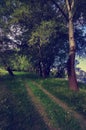 Beautiful landscape showing road through forest in spring