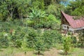 Beautiful landscape of a small coffee plantation in Lake Toba, Sumatra, Indonesia