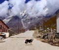 Beautiful landscape with Snow-Covered Mountains, forest and pines, fog and low clouds in the mountains and a stray dog standing in