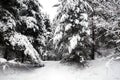 Beautiful landscape with snow-covered path in dense forest forest among the trees on winter day Royalty Free Stock Photo