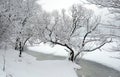 Beautiful landscape with snowy trees at the edge of river running under ice at overcast winter day Royalty Free Stock Photo