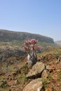 Bottle tree on the Socotra Island, Yemen Royalty Free Stock Photo