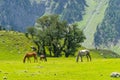 Beautiful landscape of Sonamarg with many horses, Srinagar, India Royalty Free Stock Photo