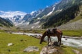 Beautiful landscape of Sonamarg valley with horse eating grass Royalty Free Stock Photo