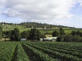 Beautiful Landscape in Sorell, Tasmania, Australia Royalty Free Stock Photo