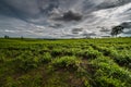 Beautiful landscape in southwestern Uganda, Royalty Free Stock Photo