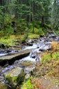 Mountainous river in the forest Royalty Free Stock Photo