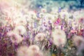 Beautiful landscape in spring - dandelion seed, fluffy blow ball Royalty Free Stock Photo