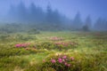 Beautiful landscape in the spring mountains. View of smoky hills, covered with blossom rododendrons.