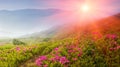 Beautiful landscape in the spring mountains. View of smoky hills, covered with blossom rododendrons.