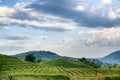 Spring vineyard in the south of Slovenia